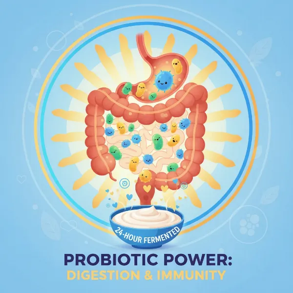 Illustration of a healthy human gut with beneficial bacteria, representing improved digestion and immunity.